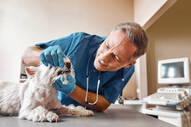 Best Emergency Wisdom Teeth Removal in Chinchilla, PA